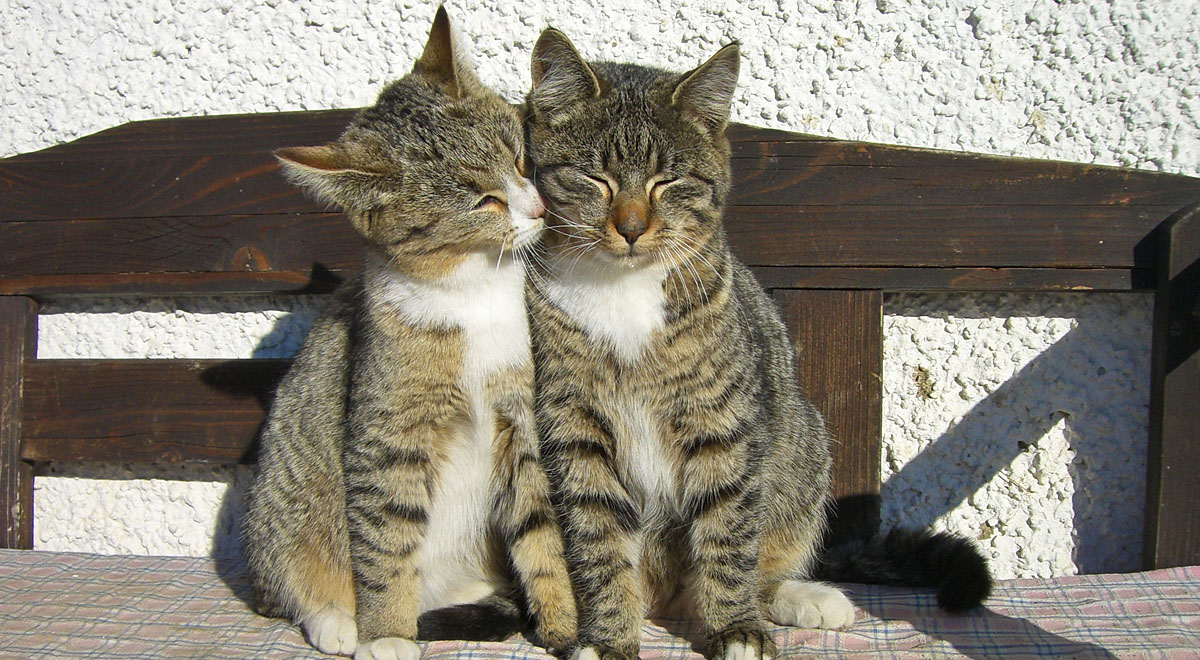 2 katzen auf bank