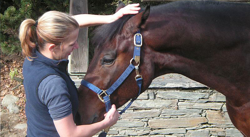 Chiropraktikfür Pferde